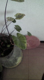 20100902130848.jpg